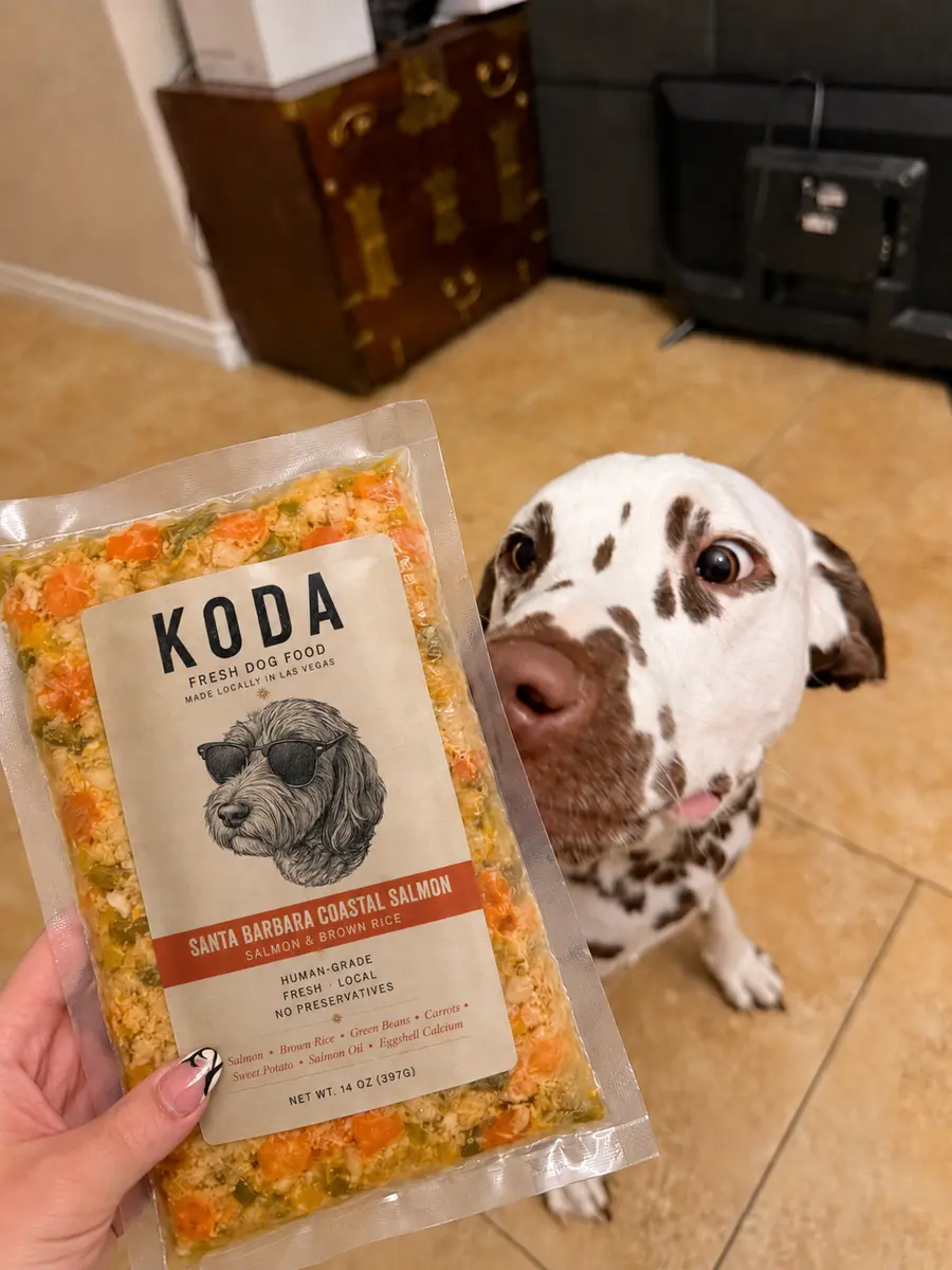 Dalmatian looking eagerly at a pouch of KODA Santa Barbara Coastal Salmon